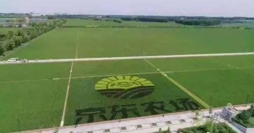 京東的這些&ldquo;網紅&rdquo;農業項目，你都知道嗎？