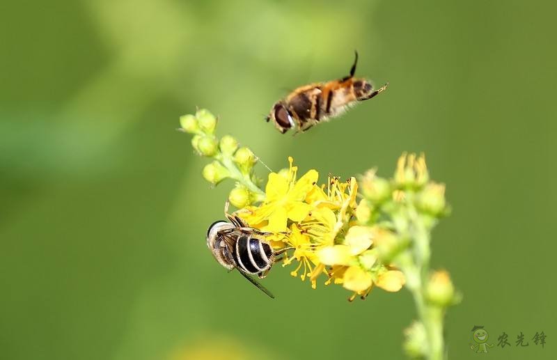 農業物聯網如何顛覆傳統農業?