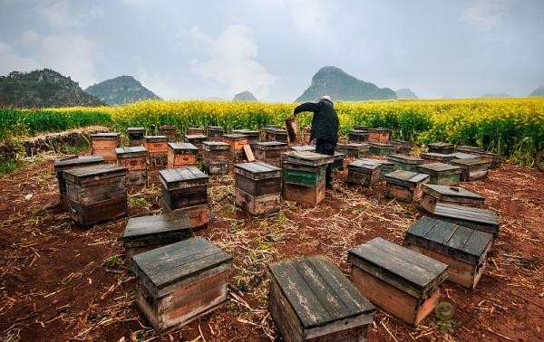 蜜蜂與現代農業：從&ldquo;取一半，留一半&rdquo;到&ldquo;送蜜蜂上戰場&rdquo;