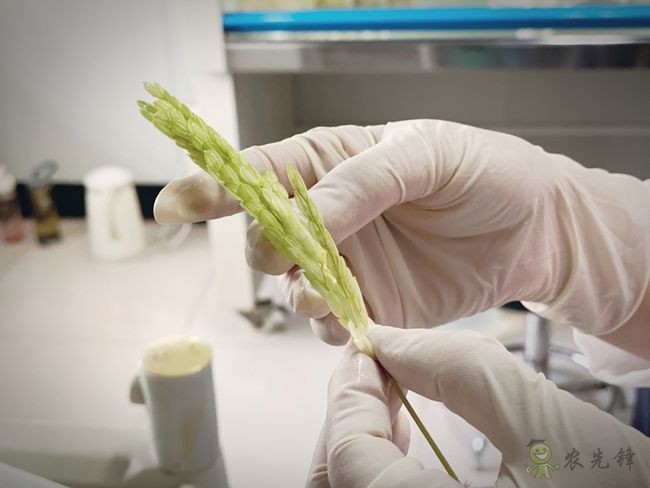 大壙圩農(nóng)場(chǎng)智慧農(nóng)業(yè)的高標(biāo)準(zhǔn)農(nóng)田