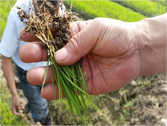 我國水稻種業(yè)的形勢(shì)分析和發(fā)展探討