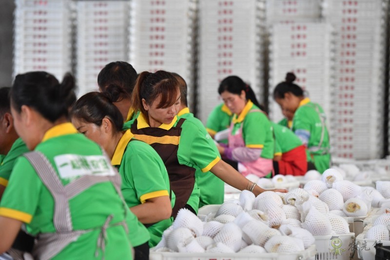 拼多多持續再加碼農業，&ldquo;最初一公里&rdquo;構架基本完成