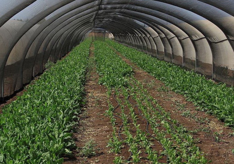 農(nóng)業(yè)模式