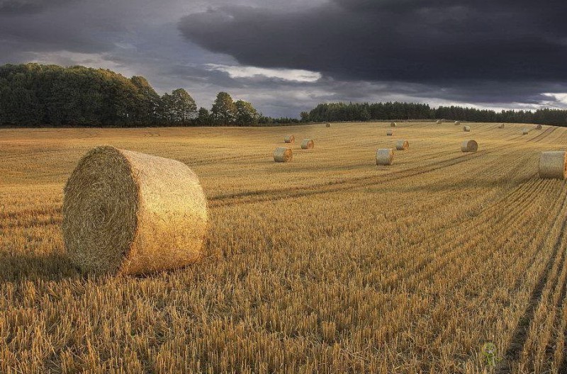 農(nóng)業(yè)模式