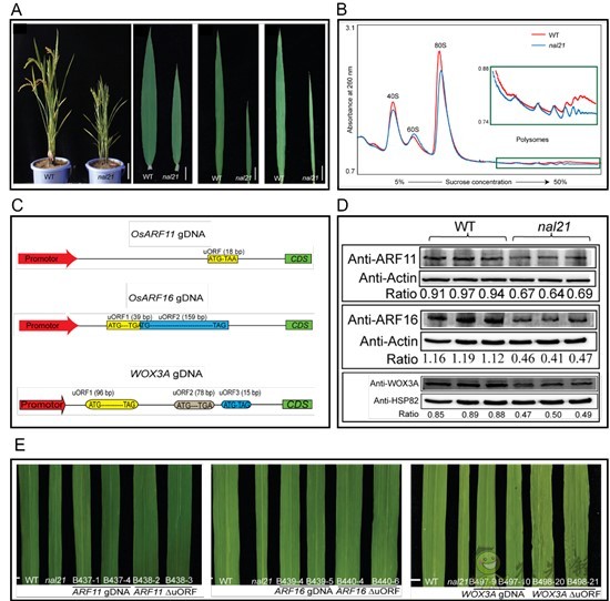 水稻葉片的寬窄，由這個(gè)核糖體蛋白來調(diào)控