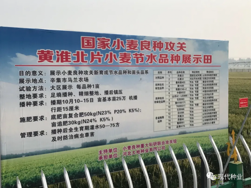 小麥良種攻關獲新進展：不只&ldquo;節水&rdquo;一技傍身 更可兼顧優質多抗