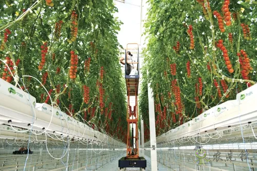 楊凌：強(qiáng)化使命擔(dān)當(dāng)　交好&ldquo;上合答卷&rdquo;