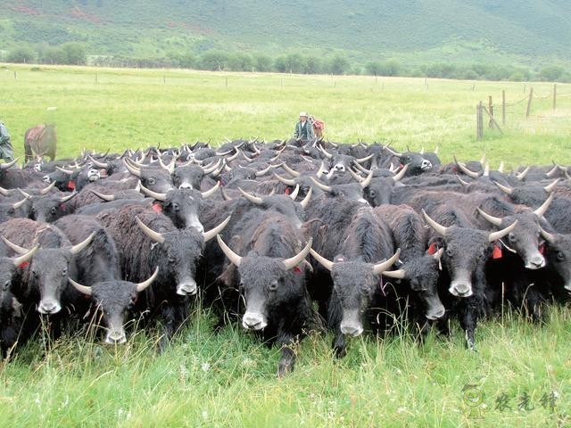 青海“:高原種都”夯實種業家底