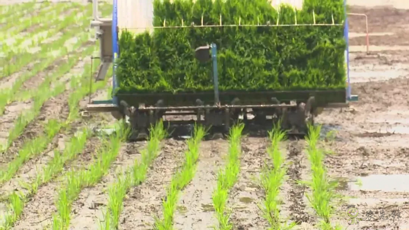 智慧農機上陣 !無人駕駛插秧機開始大面積試點!