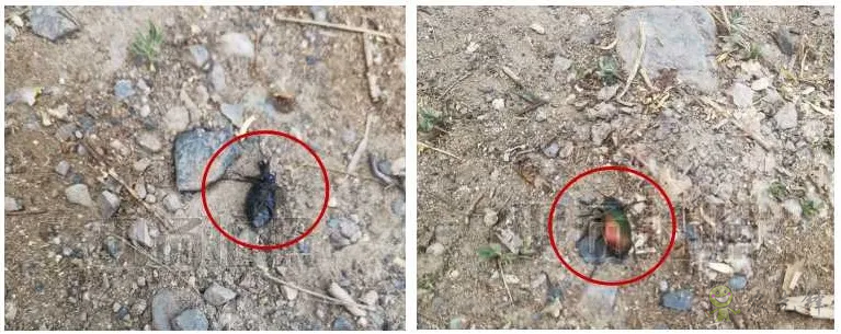 新疆 4 萬畝楊樹林蟲害爆發，極飛農業無人機升空阻擊