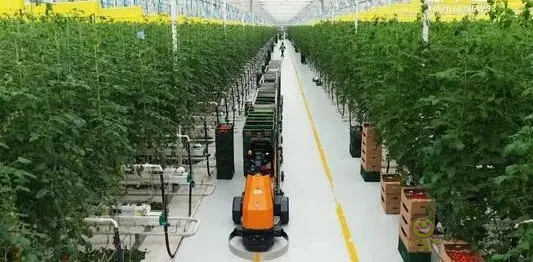 華為養豬帶來的效應,AI+視覺技術正推進智慧農業