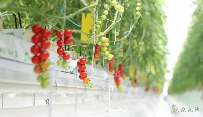 成串小番茄你見過嗎？&ldquo;現代農業(yè)&rdquo;讓崇明農戶&ldquo;靠數據吃飯&rdquo;