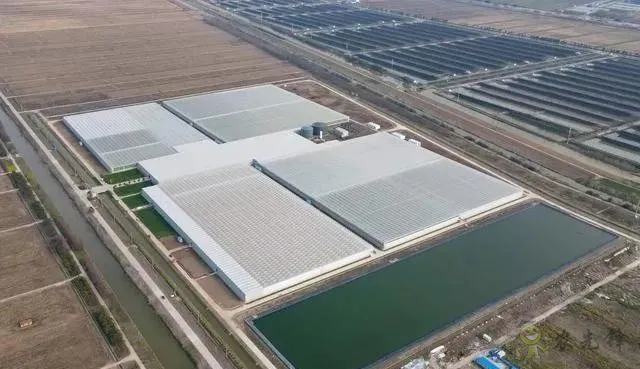 成串小番茄你見過嗎？&ldquo;現代農業(yè)&rdquo;讓崇明農戶&ldquo;靠數據吃飯&rdquo;