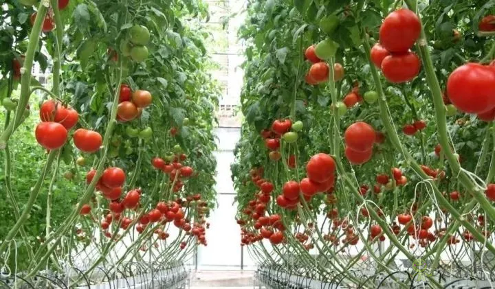 無土栽培：讓農(nóng)業(yè)告別&ldquo;靠天吃飯&rdquo;