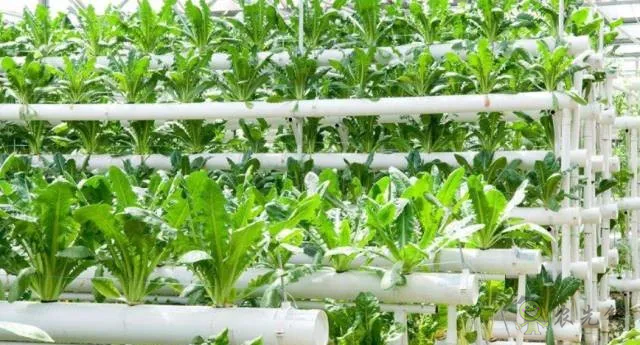 無土栽培：讓農(nóng)業(yè)告別&ldquo;靠天吃飯&rdquo;