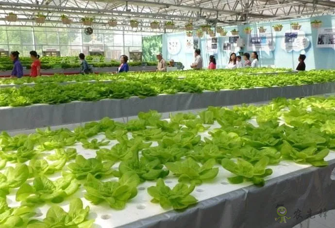 無土栽培：讓農(nóng)業(yè)告別&ldquo;靠天吃飯&rdquo;