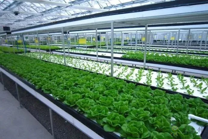 無土栽培：讓農(nóng)業(yè)告別&ldquo;靠天吃飯&rdquo;