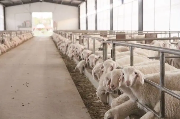 江蘇描繪現(xiàn)代畜牧業(yè)高質(zhì)量發(fā)展的&ldquo;現(xiàn)實(shí)模樣&rdquo;