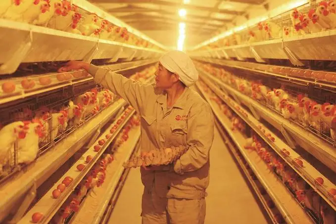 江蘇描繪現(xiàn)代畜牧業(yè)高質(zhì)量發(fā)展的&ldquo;現(xiàn)實(shí)模樣&rdquo;