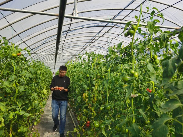 塑料大棚&ldquo;智能化&rdquo;，北京開展高效設(shè)施農(nóng)業(yè)用地試點(diǎn)