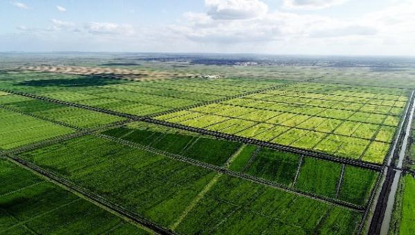 &ldquo;中國(guó)農(nóng)技&rdquo;&ldquo;中國(guó)農(nóng)機(jī)&rdquo;&ldquo;中國(guó)農(nóng)場(chǎng)&rdquo;助力非洲農(nóng)業(yè)發(fā)展