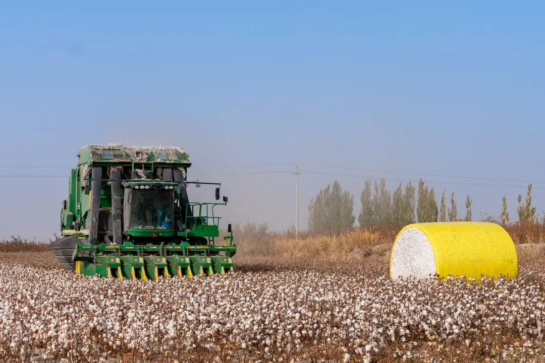 超級棉田喜獲豐收,極飛科技打造鄉村振興新樣本