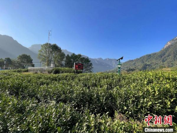 三峽庫區湖北秭歸：智慧農業釋放&ldquo;紅利&rdquo;