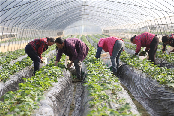 農民在普迪生態(tài)園的草莓大棚里察看草莓生長態(tài)勢