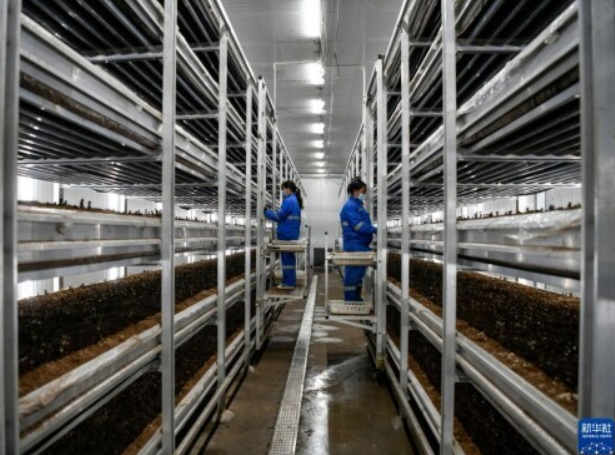 河北灤平:打造智慧農(nóng)業(yè)園區(qū) 促進(jìn)食用菌產(chǎn)業(yè)快速發(fā)展