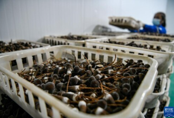 河北灤平:打造智慧農(nóng)業(yè)園區(qū) 促進(jìn)食用菌產(chǎn)業(yè)快速發(fā)展