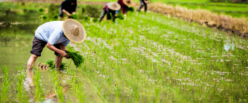 農(nóng)業(yè)物聯(lián)網(wǎng)的作用？農(nóng)業(yè)物聯(lián)網(wǎng)都應(yīng)用在哪？