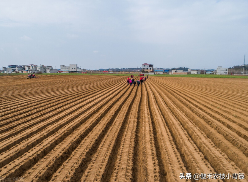 農作物起壟種植有哪些好處?起壟時如何確定最佳壟高?