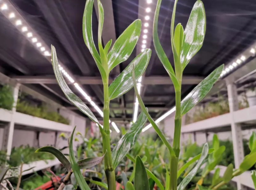 「植物工廠」為中藥材產業插上&ldquo;科技翅膀&rdquo;