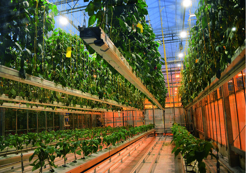 什么是垂直農(nóng)場？垂直農(nóng)場的盈利前景與經(jīng)典案例