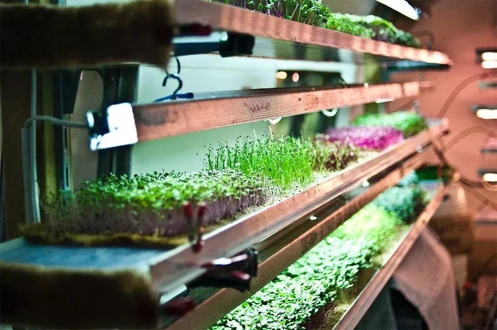 什么是垂直農(nóng)場？垂直農(nóng)場的盈利前景與經(jīng)典案例