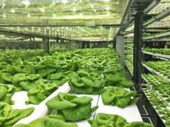 什么是垂直農(nóng)場(chǎng)?垂直農(nóng)場(chǎng)的盈利前景與經(jīng)典案例