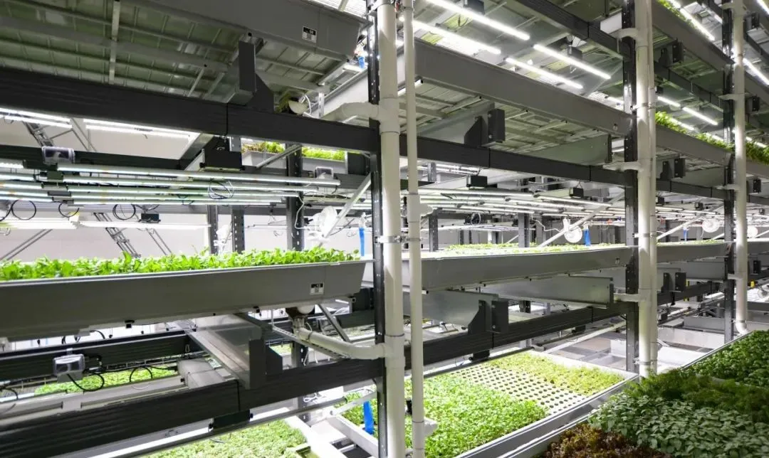 垂直農業領域的“泡沫”要爆?