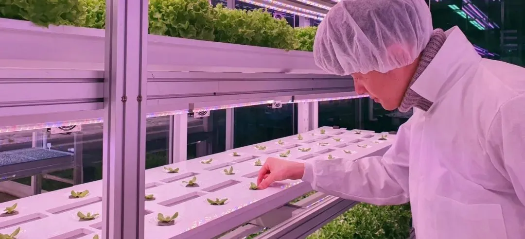 垂直農業領域的“泡沫”要爆?