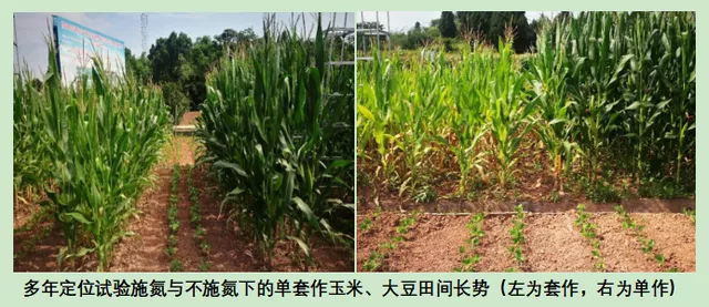 玉米大豆長(zhǎng)期發(fā)展趨勢(shì)！大豆自產(chǎn)量可增三倍，利潤(rùn)翻倍！