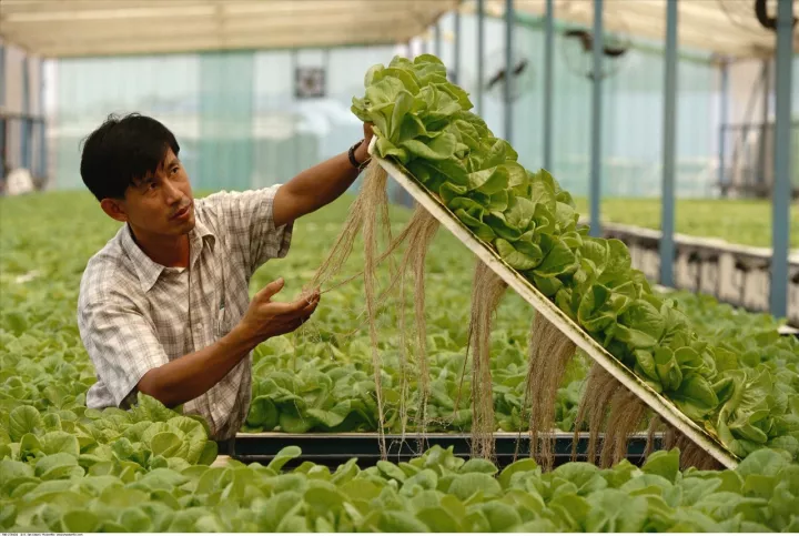 新加坡農業：5大創新玩法，中國農業值得借鑒