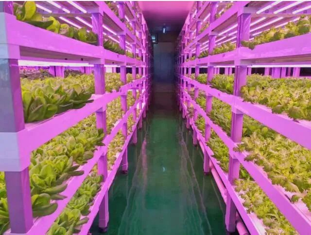 透視中日荷三國&ldquo;植物工廠&rdquo;案例，植物工廠的下一站又是什么