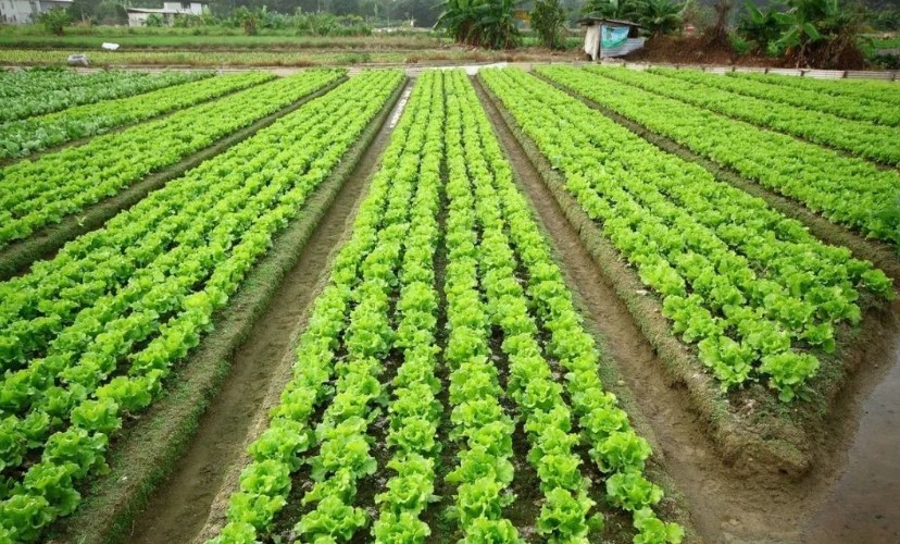 2022耕地地力保護補貼各地新標準，一畝補多少錢？速看