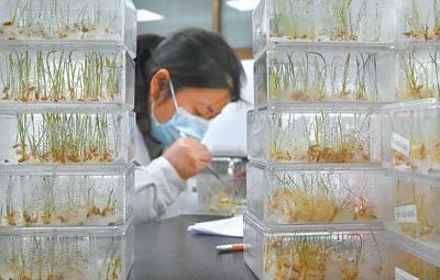 深度透視！農(nóng)業(yè)“芯片”：中國(guó)種子戰(zhàn)略