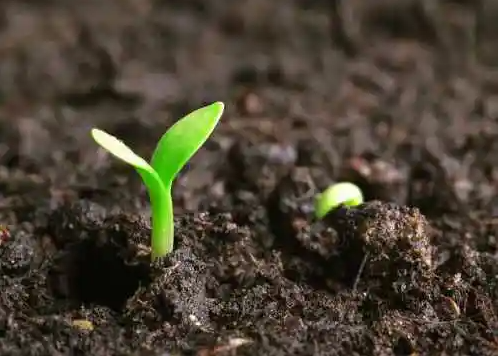 全球種子戰(zhàn)爭(zhēng)已經(jīng)開(kāi)啟，未來(lái)競(jìng)爭(zhēng)到底靠什么