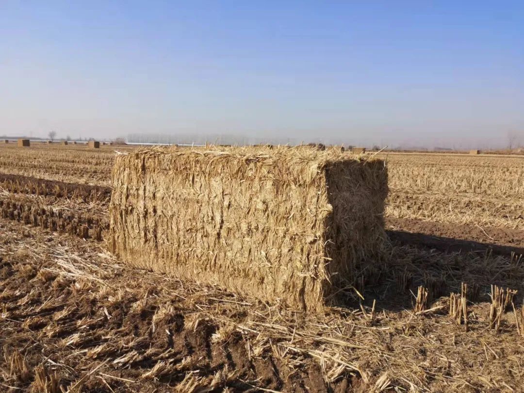 填補(bǔ)我國(guó)高端打捆機(jī)領(lǐng)域空白！大型高密度打捆機(jī)研制成功！