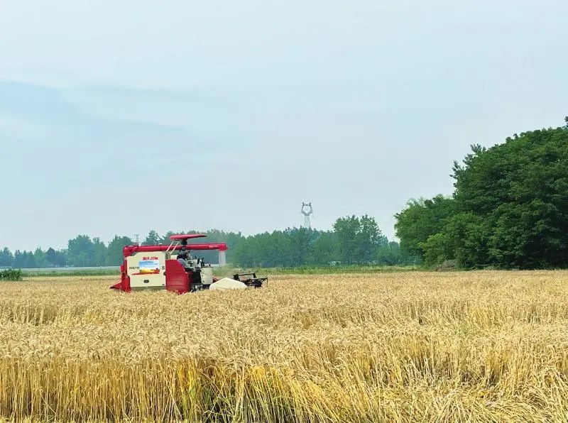 羅錫文院士現場指導!四川首個無人農場小麥豐收! 羅錫文院士現場指導!四川首個無人農場小麥豐收!