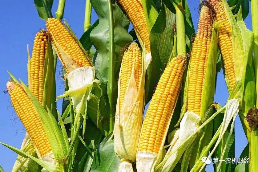 玉米淀粉限制出口了，玉米將繼續值錢