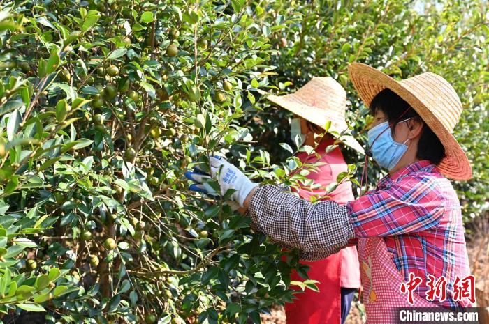 油茶果陳楚紅攝