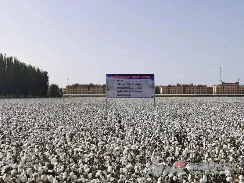 新疆棉花新品種實現(xiàn)重大突破