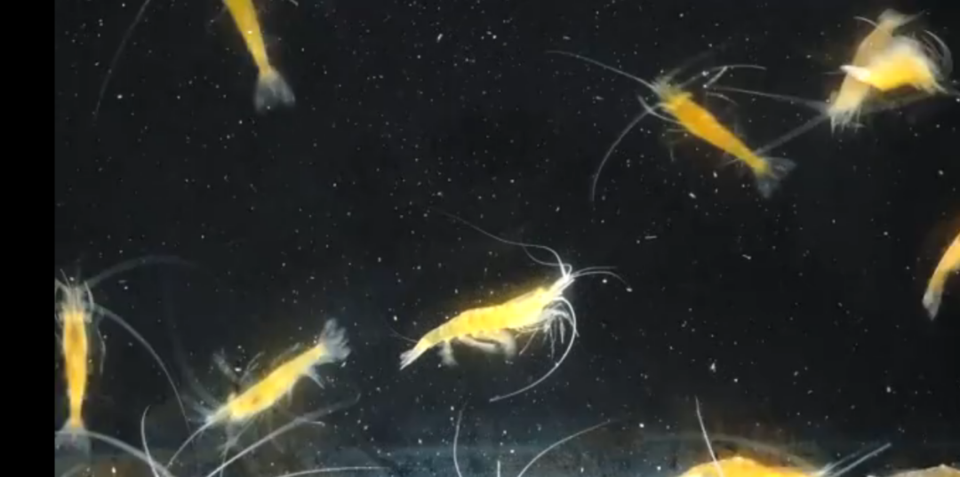 【商業(yè)案例】中國(guó)聯(lián)通數(shù)字鄉(xiāng)村開拓智慧養(yǎng)殖新模式